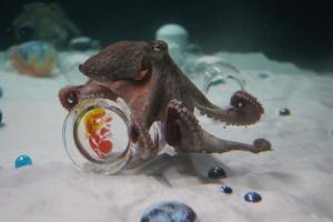 Oceans. Artists sailing through awe, monsters and otherness