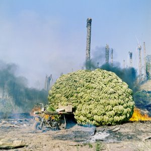 PSA: an "art & politics for plants" online course